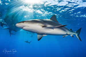 Caribean Reef Shark and Sun Rays, Gardens of the Queen by Alejandro Topete 
